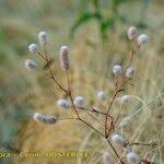 Attēlu rezultāti vaicājumam “Trifolium arvense fruit”