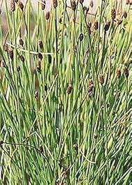 Attēlu rezultāti vaicājumam “Eleocharis palustris”