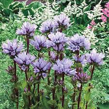 Attēlu rezultāti vaicājumam “Campanula glomerata fruit”