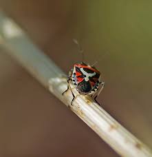 Attēlu rezultāti vaicājumam “Eurydema dominulus imago”