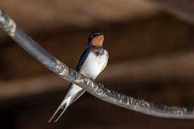 Attēlu rezultāti vaicājumam “Hirundo rustica adult”