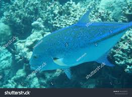 Image result for Caranx melampygus