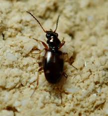 Attēlu rezultāti vaicājumam “Bembidion quadrimaculatum”