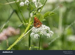 Attēlu rezultāti vaicājumam “Euphydryas maturna”