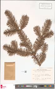 Attēlu rezultāti vaicājumam “Abies mariesii”