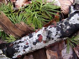 Attēlu rezultāti vaicājumam “Peniophora rufa”