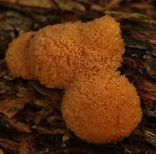 Attēlu rezultāti vaicājumam “Tubifera ferruginosa (subsp. ferruginosa)”