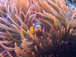 Image result for Anemonenarten