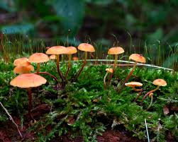 Attēlu rezultāti vaicājumam “Xeromphalina campanella”