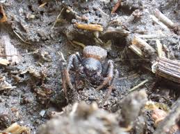 Attēlu rezultāti vaicājumam “Neottiura bimaculata female”