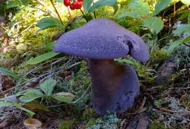 Attēlu rezultāti vaicājumam “Cortinarius violaceus”
