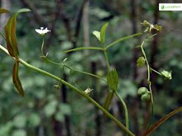 Attēlu rezultāti vaicājumam “Veronica scutellata fruit”