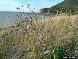 Attēlu rezultāti vaicājumam “Urophora jaceana”