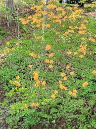 Attēlu rezultāti vaicājumam “Rhododendron calendulaceum flower”