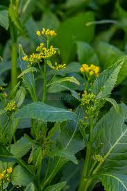 Attēlu rezultāti vaicājumam “Rorippa amphibia leaf”