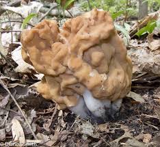 Attēlu rezultāti vaicājumam “Gyromitra”