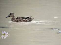 Image result for Anas discors