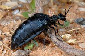 Attēlu rezultāti vaicājumam “Meloe sp.”