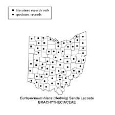 Attēlu rezultāti vaicājumam “Eurhynchium hians”