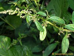 Attēlu rezultāti vaicājumam “Chenopodium polyspermum leaf”