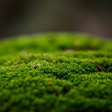 Attēlu rezultāti vaicājumam “Bryum neodamense macro”