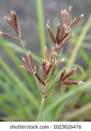 Attēlu rezultāti vaicājumam “Carex digitata bud”