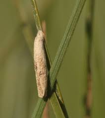 Attēlu rezultāti vaicājumam “Coleophora alticolella”