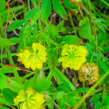 Attēlu rezultāti vaicājumam “Trifolium aureum leaf”