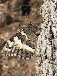 Attēlu rezultāti vaicājumam “Hipparchia alcyone underside”