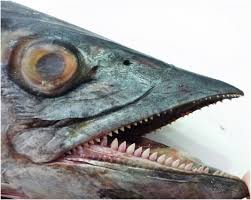 Image result for Scomber scombrus