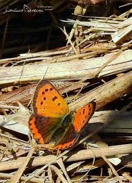 Attēlu rezultāti vaicājumam “Lycaena phlaeas underside”