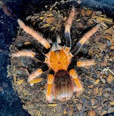 Attēlu rezultāti vaicājumam “Cetrelia sp.”