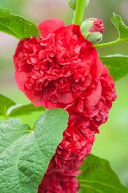 Attēlu rezultāti vaicājumam “Alcea rosea bud”