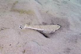 Image result for Platycephalus speculator