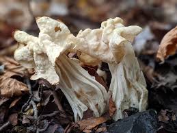 Attēlu rezultāti vaicājumam “Helvella crispa”