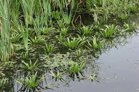 Attēlu rezultāti vaicājumam “Stratiotes aloides”