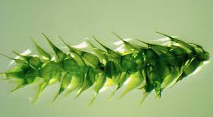 Attēlu rezultāti vaicājumam “Amblystegium serpens macro”