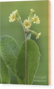 Attēlu rezultāti vaicājumam “Primula x polyantha”