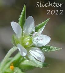 Attēlu rezultāti vaicājumam “Arenaria serpyllifolia leaf”