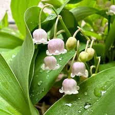 Attēlu rezultāti vaicājumam “Convallaria majalis leaf”