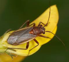 Attēlu rezultāti vaicājumam “Capsodes gothicus imago”