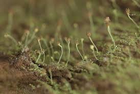 Attēlu rezultāti vaicājumam “Chaenotheca furfuracea”