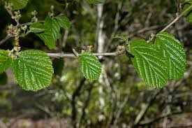 Attēlu rezultāti vaicājumam “Hamamelis vernalis leaf”