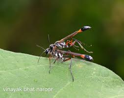 Attēlu rezultāti vaicājumam “Ammophila sp.”