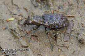 Attēlu rezultāti vaicājumam “Elaphrus cupreus”