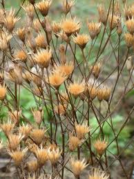 Attēlu rezultāti vaicājumam “Serratula tinctoria”