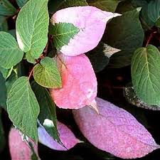 Attēlu rezultāti vaicājumam “Actinidia kolomikta”