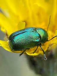Attēlu rezultāti vaicājumam “Cryptocephalus aureolus, Cryptocephalus sericeus”