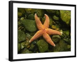 Image result for Asterias rubens