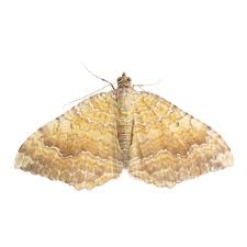 Attēlu rezultāti vaicājumam “Camptogramma bilineata”